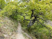 Gorges de la Méouge  Un autre magnifique chêne pubescent en bordure de sentier