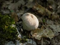 Photos du mois - Archives  Vesce de loup