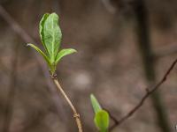 Photos du mois - Archives  Printemps 2018 - Eclosion des premiers bourgeons