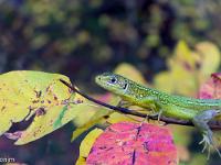 Photos du mois - Archives  Lézard vert dans les gorges du Riou (Saint-Génis Hautes Alpes)