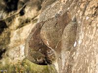 Photos du mois - Archives  Comme un visage de profil. Gros nez et oeil globuleux ! ...