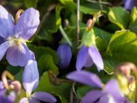 Photos du mois - Archives  Quand le printemps revient ...