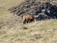 Animaux- Part 1  Chamois sur les crêtes de lamontagne de Gache en Haute Provence