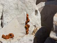 Animaux- Part 1  Coccinelles au sommet de la montagne de Gache ( Alpes de Haute Provence)