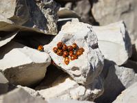 Animaux- Part 1  Coccinelles au sommet de la montagne de Gache ( Alpes de Haute Provence)