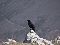 Animaux- Part 1  GRand Corbeau - Sur les crêtes de la montange=ne de Gache (Alpes de Haute Provence)