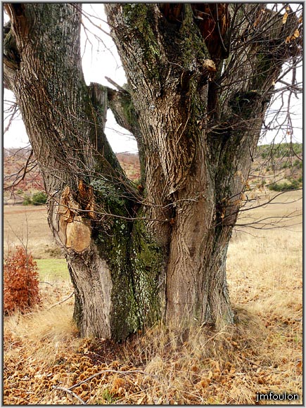 chataignier-03web.jpg - Approchons nous encore ! ...