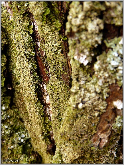chataignier-05web.jpg - En détail ! ...