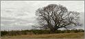 arbre-banon-1web