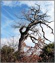 chene-banon-1web
