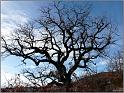 chene-banon-2web