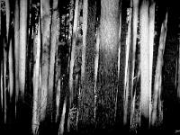 Des arbres  Forêt du Molard à Sisteron