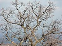 Des arbres  Au dessus de Peipin