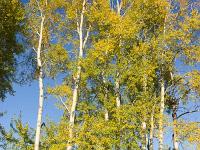Des arbres  Boulots au Lac de Mison