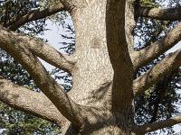 Des arbres  Cèdre au pied de la citadelle de Sisteron au Sud