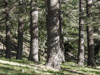Des arbres  Cèdres au pied de la citadelle de Sisteron à l'Ouest