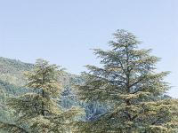 Des arbres  Cèdre au pied de la citadelle de Sisteron au Sud