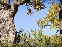 Des arbres  A Sisteron au Collet