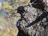 Des arbres  A Sisteron au Collet