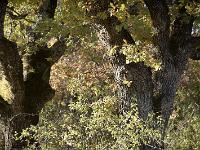 Des arbres  A Sisteron au Collet