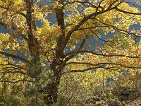 Des arbres  A Sisteron au Collet