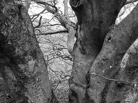 Des arbres  Hêtres sur les crêtes de Lure