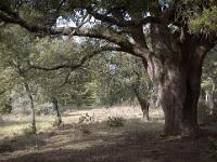 Des arbres  Yeuse sur le plateau de Ganagobie