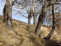 Des arbres  A Sisteron aux Houlettes