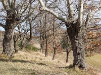 Des arbres  A Sisteron aux Houlettes