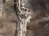 Des arbres  A Sisteron aux Houlettes