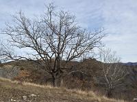 Des arbres  A Sisteron aux Houlettes