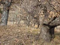Des arbres  A Sisteron aux Houlettes