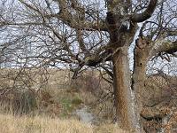 Des arbres  A Sisteron aux Houlettes