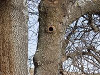 Des arbres  A Sisteron aux Houlettes