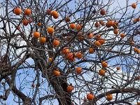 Des arbres  Kakis à Sisteron quartier de la Baume