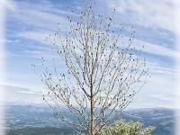 Des arbres  Sur la montagne de Sumiou au début du printemps
