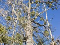 Des arbres  Vers Céreste