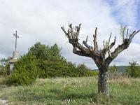 Des arbres  Arbre et calvaire dans le Vaucluse