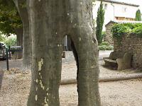 Des arbres  Platane à Taulignan dans la Drôme