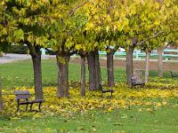 Des arbres  Muriers-Platanes à Sisteron quartier des Marres