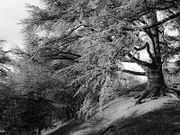 Des arbres  Cèdre à la citadelle de Sisteron