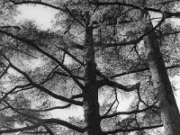 Des arbres  Cèdre à la citadelle de Sisteron