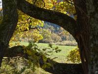 Des arbres  Bois et champ sur la route de Sisteron à Entrepierre