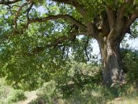 Des arbres  Chêne sur la plaine de Chane près de Thèze