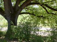 Des arbres  Chêne sur la plaine de Chane près de Thèze