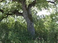 Des arbres  Chêne sur la plaine de Chane près de Thèze
