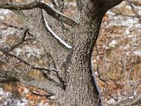 Des arbres  A l'adret de la montagne de la Baume à Sisteron