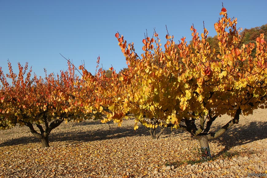 lescale-verger-01web.jpg - L'Escale - Verger en plein flamboiement