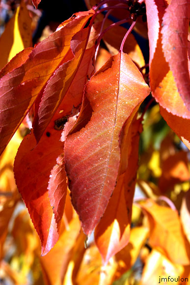 lescale-verger-03web.jpg - L'Escale - Feuilles de cerisier rougeoyantes
