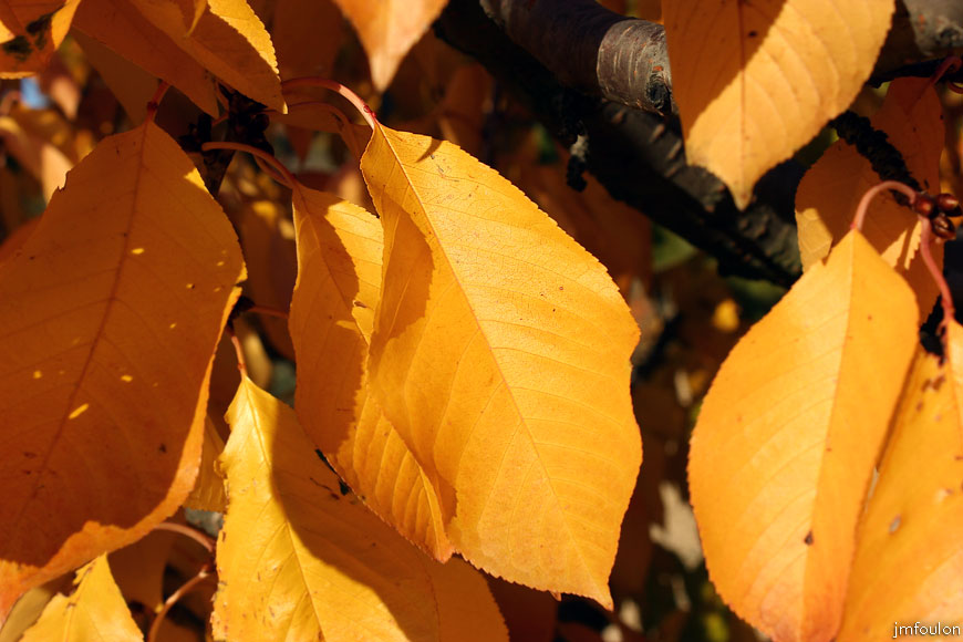 lescale-verger-04web.jpg - L'Escale - Feuilles virées au jaune